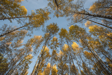 Fall foliage of birch trees seen from low angle