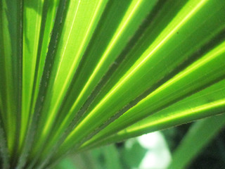 Fototapeta na wymiar leaves, foliage and green nature 