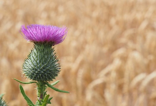 Distel