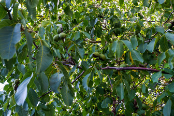Walnußbaum mit vielen Früchten