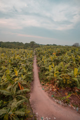 Path in the Jungle