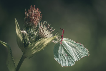 Common brimstone (Gonepteryx rhamni) butterfly on a wildflower