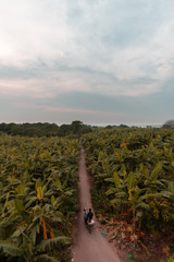 Path in the Jungle