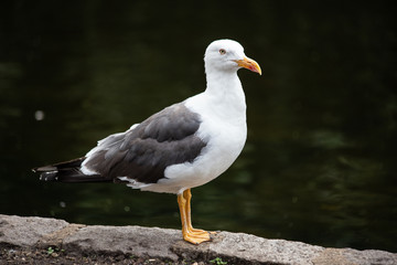 Seagull standing beside the lake in St. James's Park, London on a summers day with the water reflecting behind