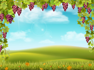 Bunches of grapes like frame on the background of the rural landscape with valley, hills and sky. Vector illustration about the harvest and winemaking.