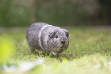 Meerschweinchen