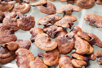 lingzhi mushroom
