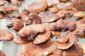 lingzhi mushroom