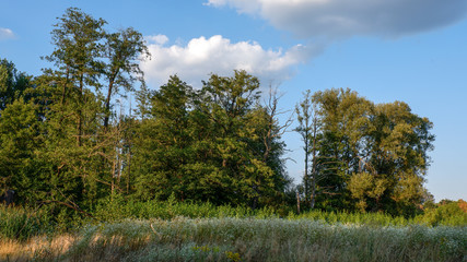 Obraz premium Baumgruppe auf einer Wiese
