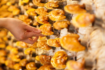 lingzhi mushroom farm