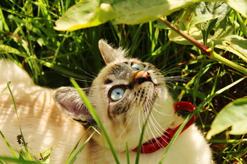A Gata