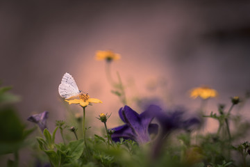 Petit papillon blanc sur fleur jaune (Azuré des nerpruns)