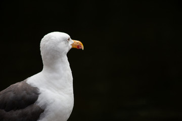 Portrait of a seagull standing proud against a black background in St. James's Park, London, England.