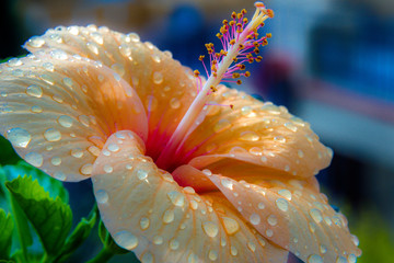 Dew on a Flower