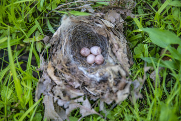 Bird nest with eggs