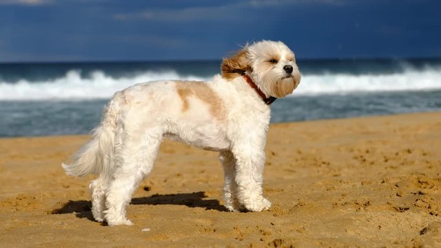 Small breed dog standing in the wind on a sunny beach