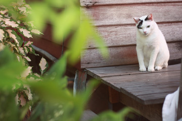 White Cat sitting and sleeping on the wooden terrace