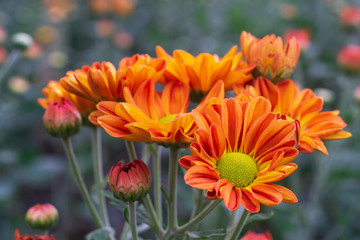 Autumn flower, Closeup macro shot of orange chrysanthemum flower in the garden