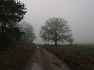 Alte Eiche | Baum im Nebel im Winter | Feldweg