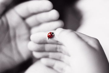 Black and white image of red ladybug in child's hand © Gregg