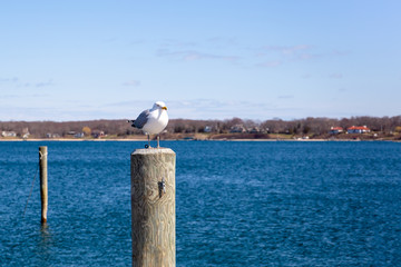 Seagull standing on wooden post by the lake in blue sky.