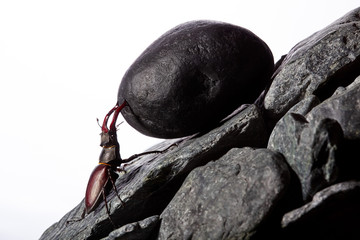 Stug beetle pushing heavy stone boulder up on hill.Sisyphus metaphore.Concept motivation.Hard work. © vania_zhukevych