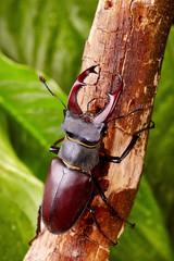 Stag beetle creeping on the wooden branch .Closeup. beetles background
