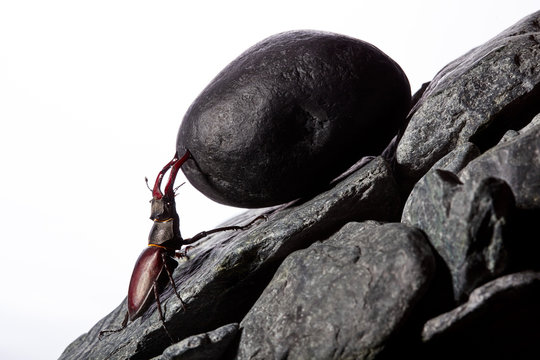 Stug beetle pushing heavy stone boulder up on hill.Sisyphus metaphore.Concept motivation.Hard work.