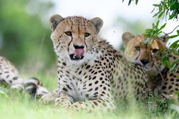 Cheetah (Acinonyx jubatus) in Masai Mara, Kenya