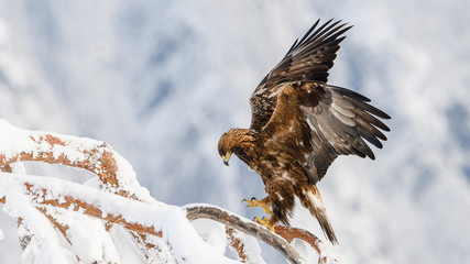 Golden eagle in tree, Telemark, Norway