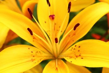 Obraz premium Yellow lily flowers. Close-up. Background. Landscape.