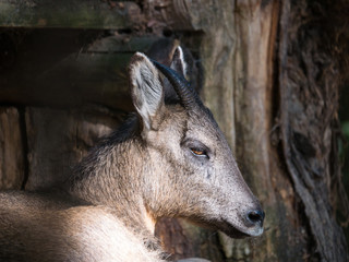 Fototapeta premium Herbivore