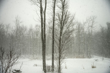 Obraz na płótnie Canvas Snowing in the woods