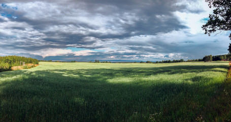 Panorama of grain Fields