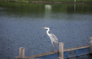Grey Heron -Ardea cinerea standing in the lake looking for food.