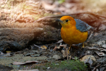 Bird in orange color..Orange headed thrush bird walking beside a pond in deep rainforest of Thailand,front view..