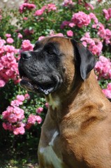 Molosse ,boxer, labrador, cane corso portrait et roses9