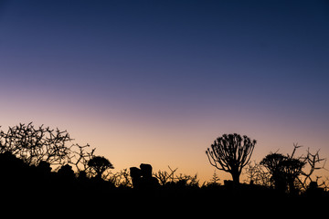 quiver tree rocks sunrise