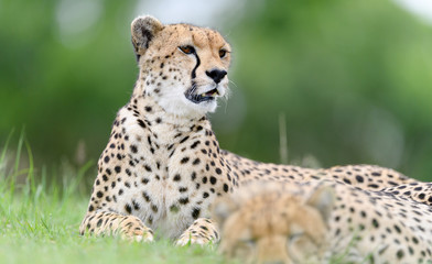 Cheetah (Acinonyx jubatus) in Masai Mara, Kenya