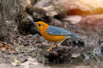 Bird in orange color..Orange headed thrush bird walking beside a pond in deep rainforest of Thailand,side view..