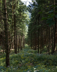 straight opening in the woods, trees standing on the side