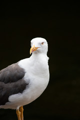 Portrait of a seagull standing proud against a black background in St. James's Park, London, England.