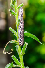 Photo of a caterpillar on a green plant