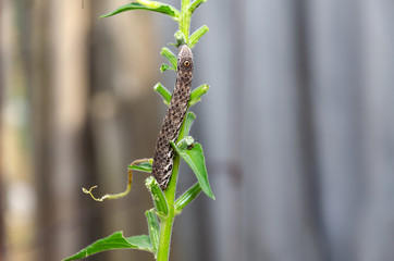 Photo of a caterpillar on a green plant