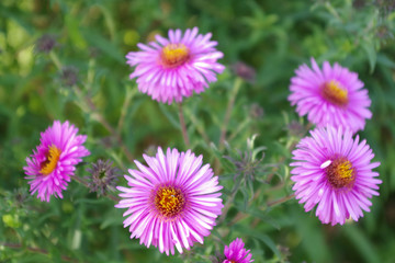 Obraz premium Herbstaster