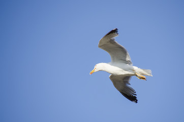 vuelo de gaviota