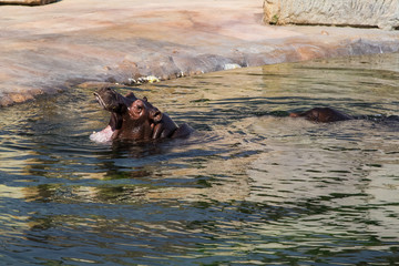 Fototapeta premium The common hippopotamus in the water. 