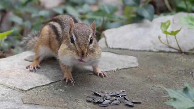 Chipmunk fills cheeks with seeds HD