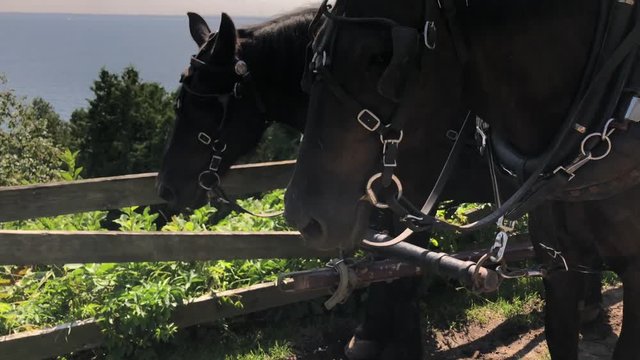 Working horses resting after a carriage pull