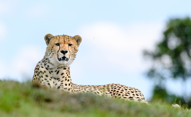 Cheetah (Acinonyx jubatus) in Masai Mara, Kenya